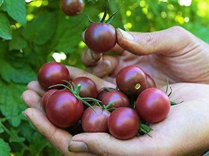 WILLVINE TLX-720 Black Cherry Tomato Seeds-250 Seeds Seed