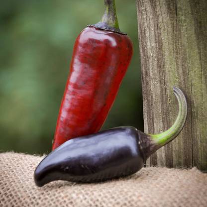 CYBEXIS VVI-38 - Purple Serrano Chilli Pepper Premium - (150 Seeds) Seed