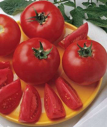 VibeX VXI-19 - Bush Early Girl' Hybrid Slicer Tomato - (450 Seeds) Seed