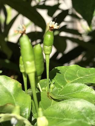 CYBEXIS NDIR-51 - Bird's Eye Chili Peppers - (450 Seeds) Seed