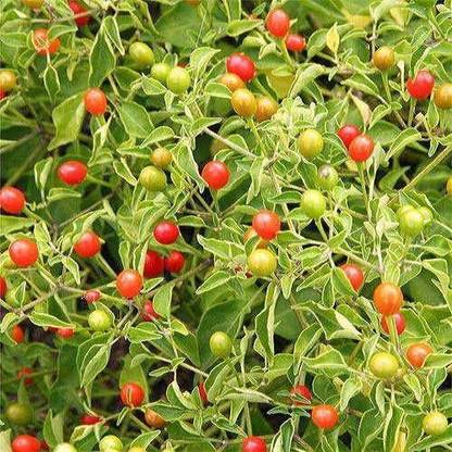 VibeX ® XXL-747 "Bird Pepper" Tepin Pepper Seeds Seed