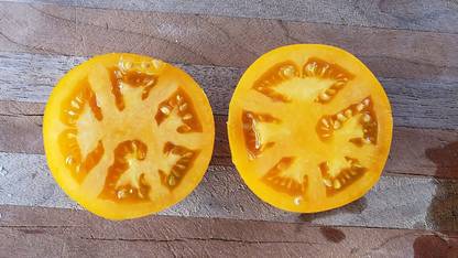 Biosnyg ®HUA-942 Golden Jubilee Tomato Seed