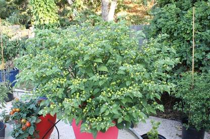 VibeX PAU-28 - Aji Charapita Hot Chilli Pepper - (150 Seeds) Seed