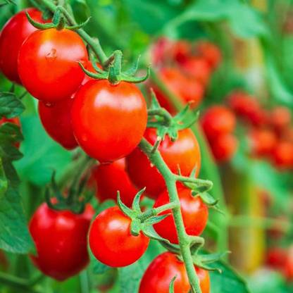 CYBEXIS VVI-72 - Tomato (Large Red Cherry) - (150 Seeds) Seed