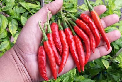 Biosnyg ®RUA-252 Guntur Sannam Chilli Seed