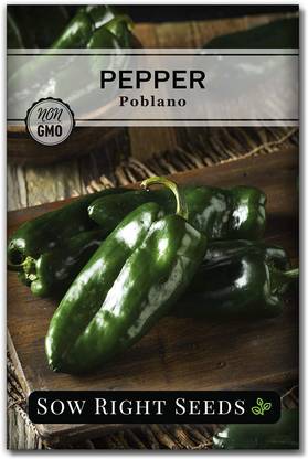 VibeX NBIR-76 - Poblano Pepper Chilli - (150 Seeds) Seed