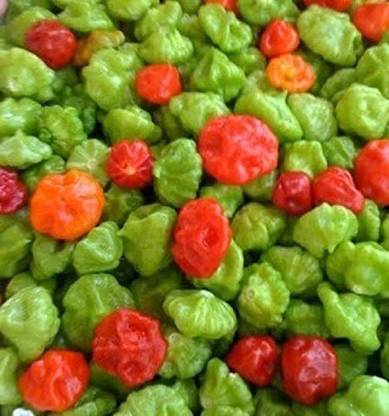 VibeX ® XXL-103 Pepper Seeds,Known As ajicitoo,aji gustoso,ají cachucha & sweet Seed