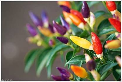 Biosnyg Bolivian Rainbow Chilli Seed