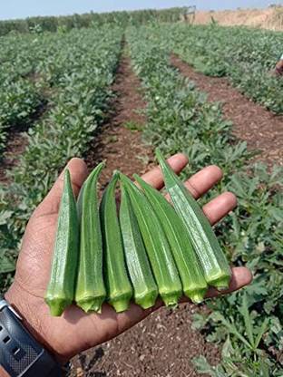 VibeX GUA-83 - Ladies Finger-Bhindi- Okra Hybrid - (450 Seeds) Seed