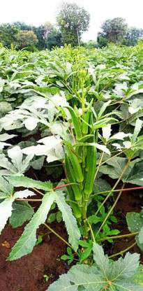 VibeX ® VLR-209 Green Ladies Finger-Bhindi- Okra Seeds Seed