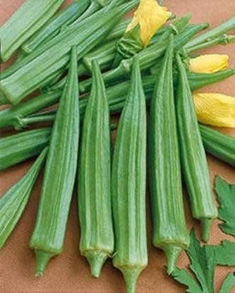 WILLVINE VXI-564 Cajun Delight Hybrid Okra Seed