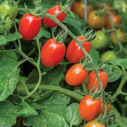 Biosnyg ®GBPUT-546 Celano F1 Tomato Seed