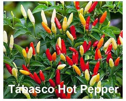 VibeX ® XXL-40 Tabasco Chilli Seeds Seed