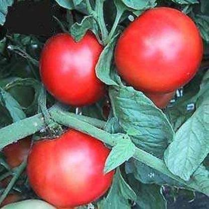CYBEXIS ATS-67 - Early Girl Tomato - One of The Earliest Tomatoes - (150 Seeds) Seed