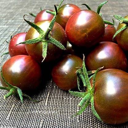 WILLVINE XL-301 Black Cherry Tomato Seeds-1000 Seeds Seed