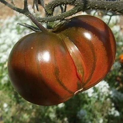 Biosnyg ™HAU-855 Black from Tula Tomato Seed