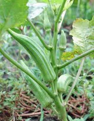 VibeX ® VMR-84 Okra Seed, Perkins Long Pod Seed