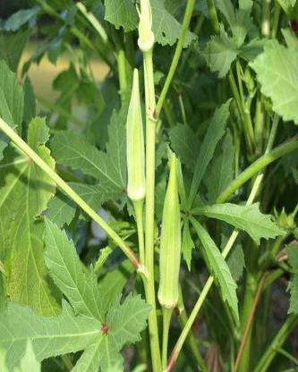 CYBEXIS VVI-38 - Ladies Finger - (150 Seeds) Seed