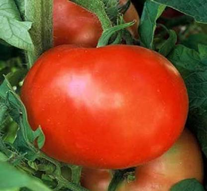 VibeX ® XXL-1026 Tomato - Supersonic seeds Seed