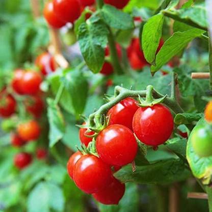 WILLVINE LXI-938 Large Red Cherry Tomato Seeds-1000 Seeds Seed