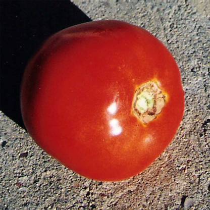 Biosnyg ™ICAR-853 Tomato - Thessaloniki Seed