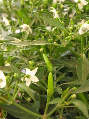 WILLVINE PUAS-169 Filipino Bird's Eye Chili Very Rare,Super Hot! Seed