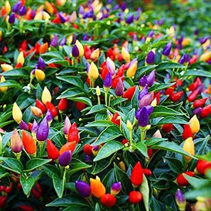 VibeX NDIR-68 - 5 Color Pepper Chilli Plant - (150 Seeds) Seed