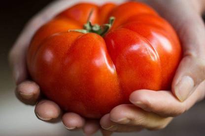Biosnyg ™PSAU-119 Red Giant Beefsteak Tomato Determinate Seed