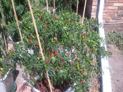 VibeX TLX-41 - Prik Ki Nu Hot Chilli - (150 Seeds) Seed