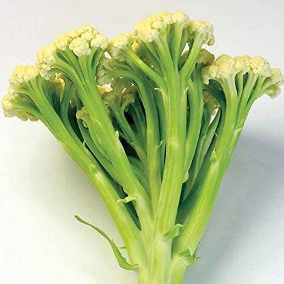 CYBEXIS VXI-53 - Cauliflower Fioretto - (150 Seeds) Seed