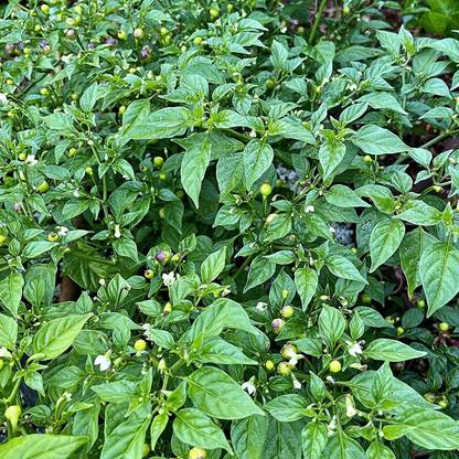 VibeX ® RXI-557 Aji Charapita Seeds 'Little Orange Fireballs' Seed