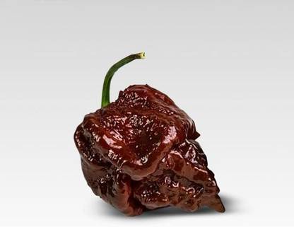 VibeX ® VXI-958 7 Pot Chocolate Brain Strain Pepper Seeds Seed