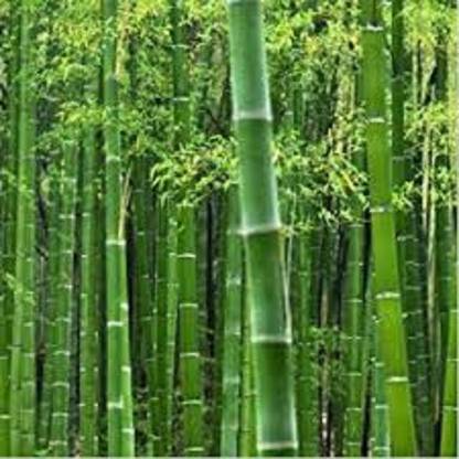 Sjeme BAMBOO Seed