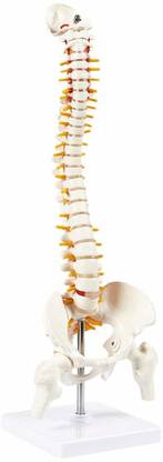MYASKRO Spine Model for Chiropractor Tall Human Vertebral Column Anatomy,Osteopath21inch Anatomical Body Model