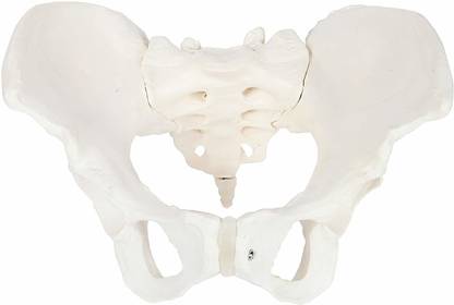MYASKRO Pelvis Model Female (Adult) Real Human Pelvis Skeleton Anatomical Body Model