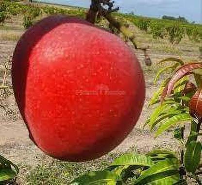 rimardmistu Mango Plant