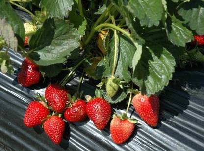 minatigreenhouse Strawberry Plant