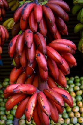 Evergreen Banana Plant