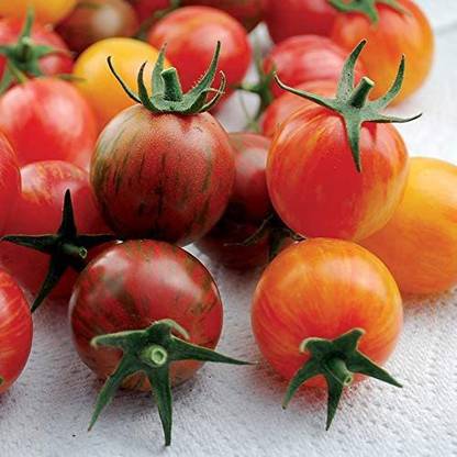 WILLVINE HUA-541 Bumble Bee Mix Organic Artisan Tomato Seeds Seed