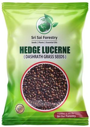 SRI SAI FORESTRY Hedge Lucerne (Dashrath Grass) Animal Fodder for Goat, Cow Grass Seed