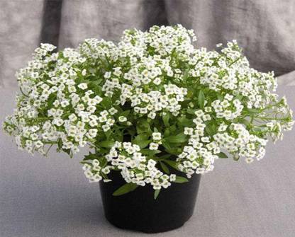 Nisargaa ALYSSUM SNOW WHITE Flower Seeds Seed