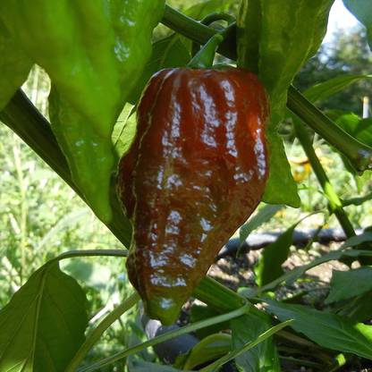 Biosnyg ®HUA-1006 Bhut Jolokia Chilli Seed