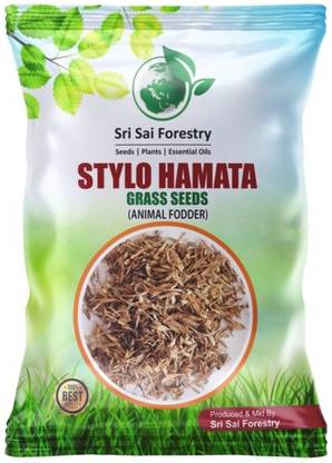 SRI SAI FORESTRY STYLO HAMATA GRASS SEEDS, Best Grass for Goat & Cow Farming, Fast Growing Grass Seed