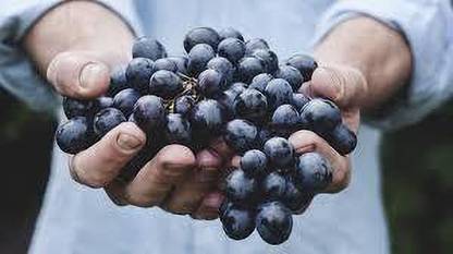 EliteGreen Grape Plant
