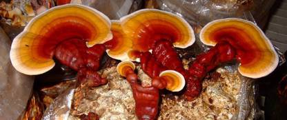 Monday Square Generation one High Yield Ganoderma/ Reishi Mushroom Spawn/seed pack of 600 Gms Seed