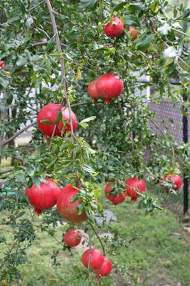Aywal Chinese Rare Pomegranate Tree Seed