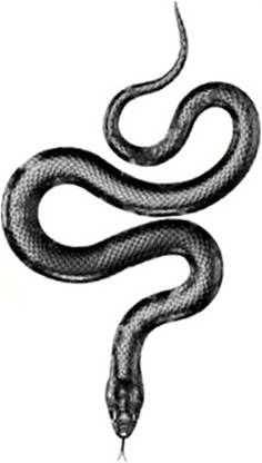 SIMPLY INKED Snake Temporary Tattoo, Designer Tattoo for all
