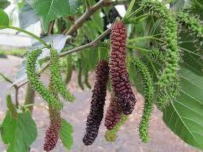 minatigreenhouse Shahtoot/Mulberry Plant