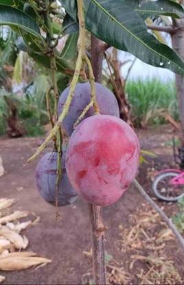 Grafted Palmer Mango Plant