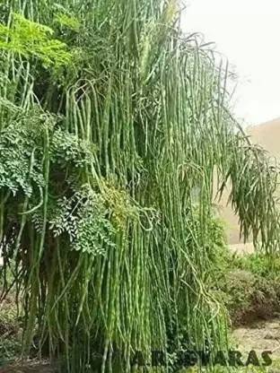 MKR Enterprises Moringa Seed